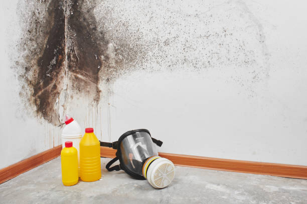 Best Mold Cleaning Services  in Carson City, MI