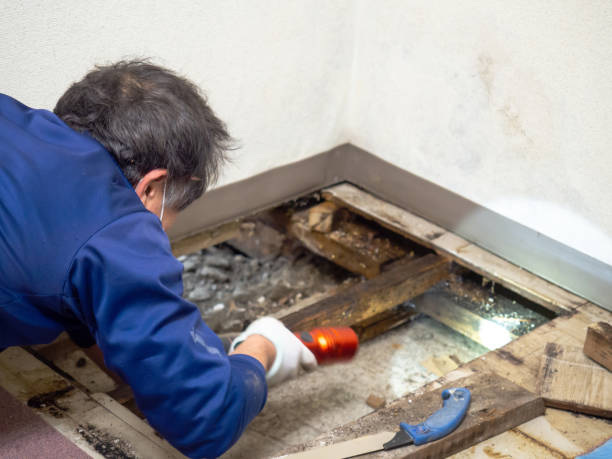 Best Mold Testing and Removal  in Carson City, MI