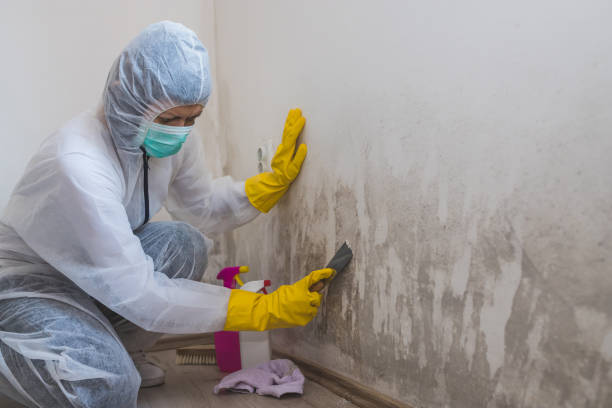 Best Mold Cleaning Services  in Carson City, MI