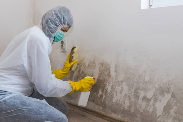 Mold Testing and Removal in Carson City, MI