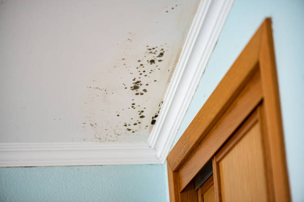 Best Black Mold Removal  in Carson City, MI
