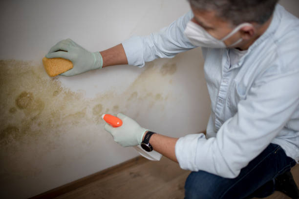 Best Commercial Mold Removal  in Carson City, MI
