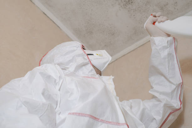 Best Affordable Mold Removal  in Carson City, MI