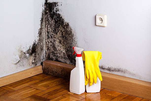 Professional Mold Removal in Carson City, MI
