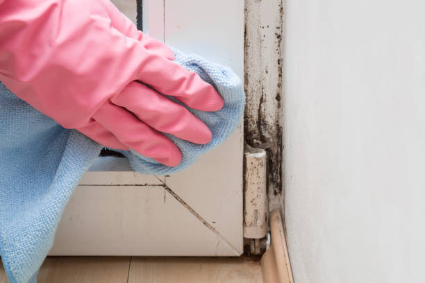 Office Mold Removal Services in Carson City, MI