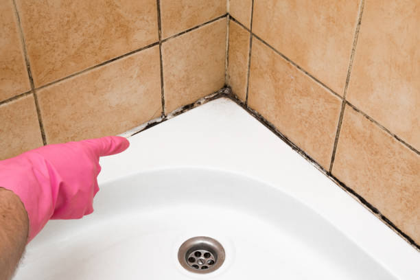 Best Mold Damage Repair  in Carson City, MI